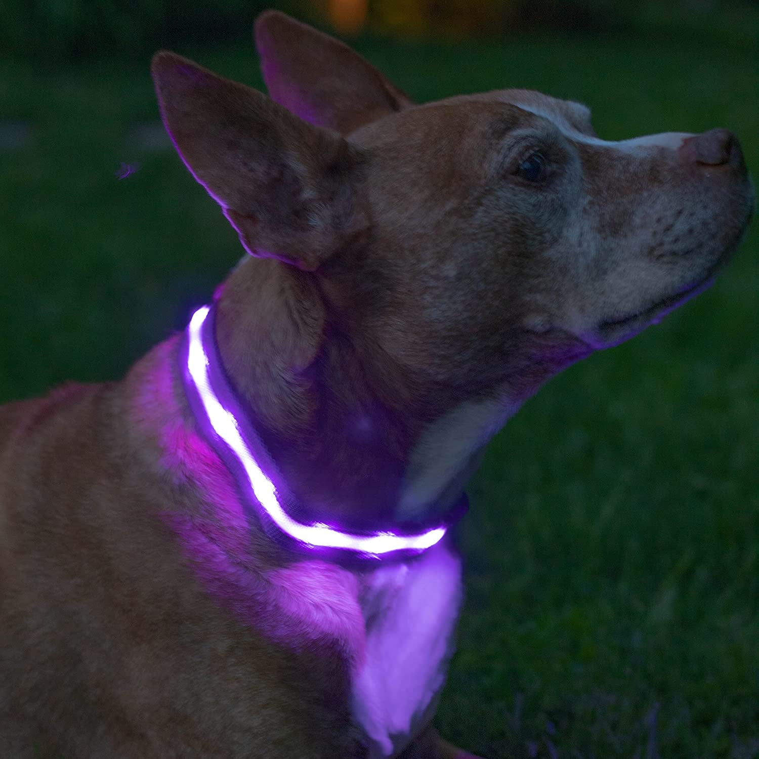 LED Dog Collar - Original Brightest Light-Up Design with 1,000 Feet Visibility - USB Rechargeable and Waterproof - Ideal for Night Walking - USA Brand