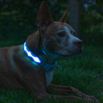 LED Dog Collar - Original Brightest Light-Up Design with 1,000 Feet Visibility - USB Rechargeable and Waterproof - Ideal for Night Walking - USA Brand