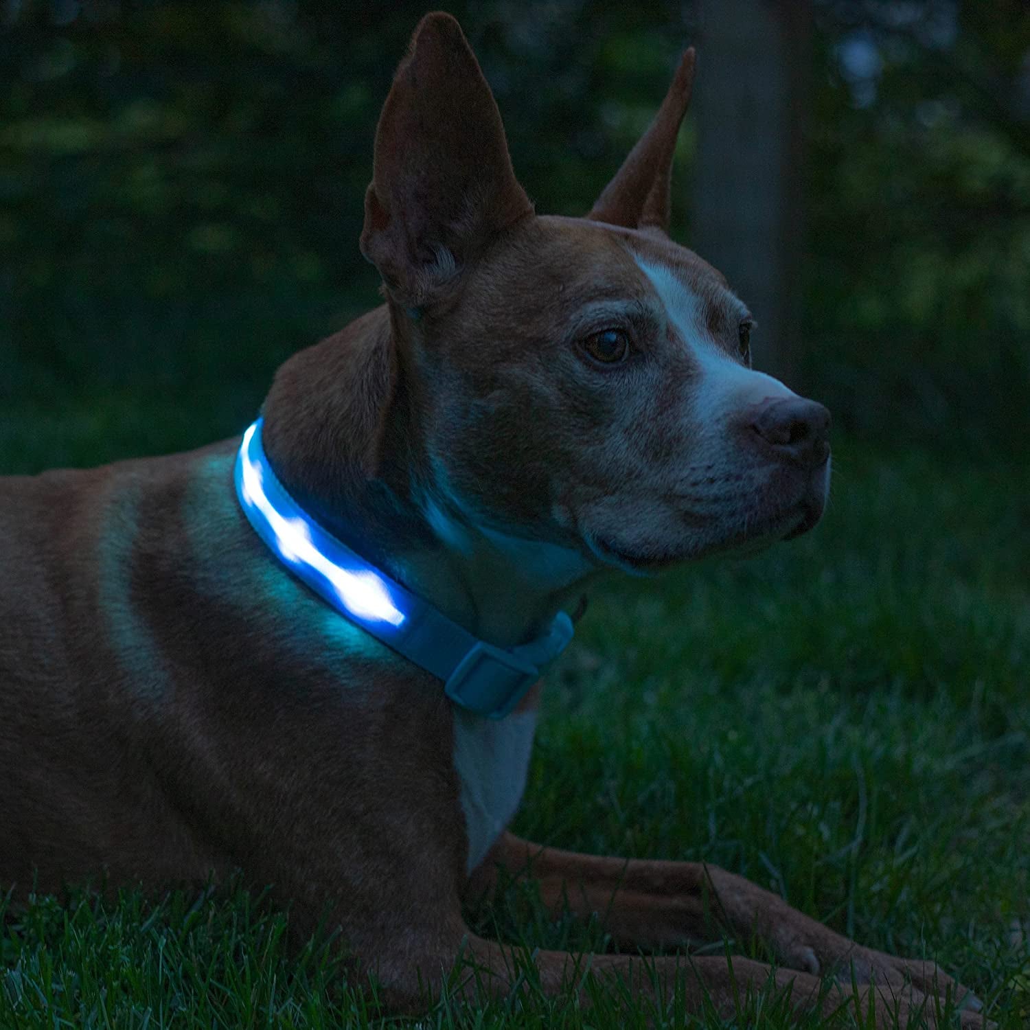 LED Dog Collar - Original Brightest Light-Up Design with 1,000 Feet Visibility - USB Rechargeable and Waterproof - Ideal for Night Walking - USA Brand