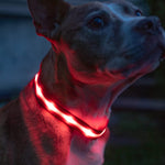 LED Dog Collar - Original Brightest Light-Up Design with 1,000 Feet Visibility - USB Rechargeable and Waterproof - Ideal for Night Walking - USA Brand