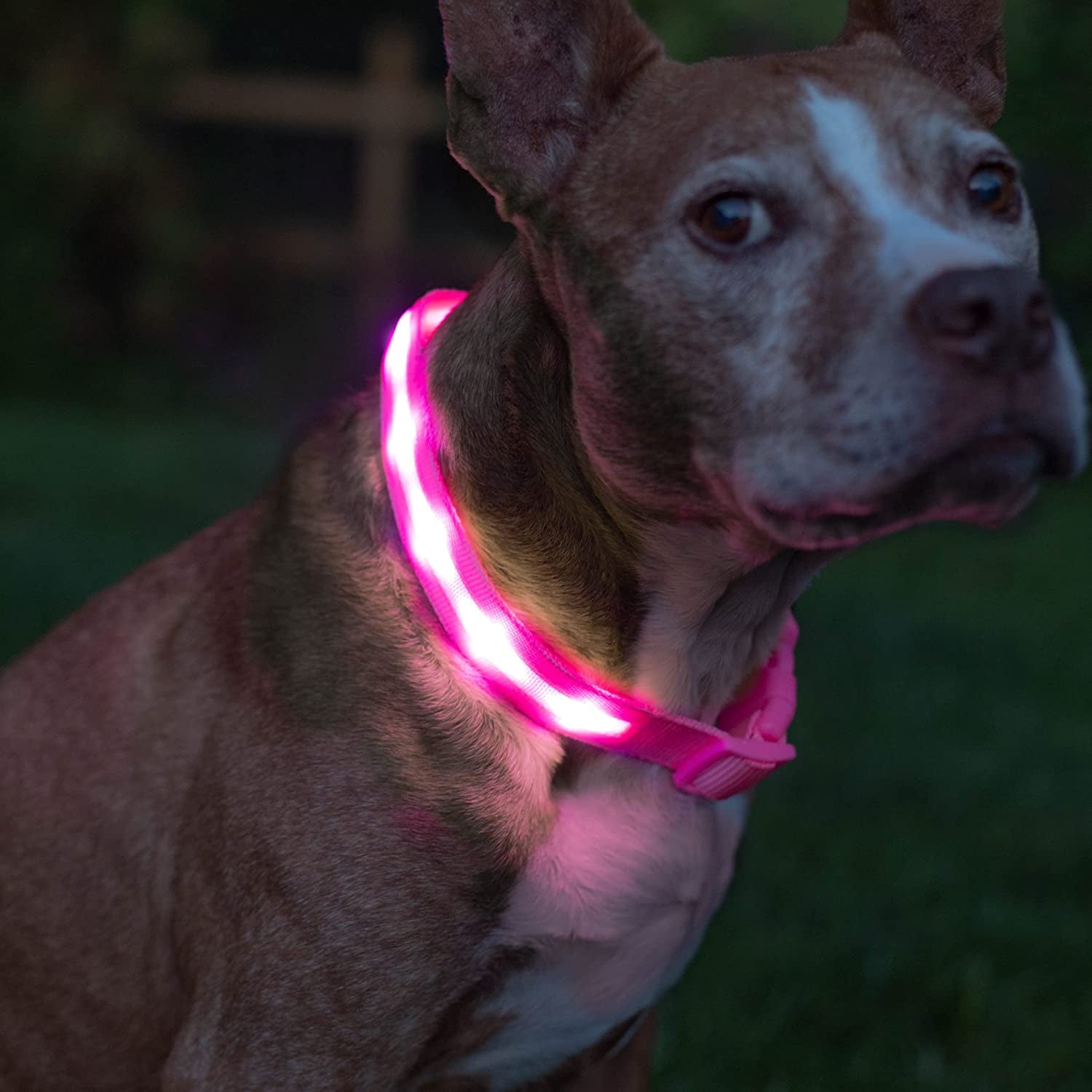 LED Dog Collar - Original Brightest Light-Up Design with 1,000 Feet Visibility - USB Rechargeable and Waterproof - Ideal for Night Walking - USA Brand